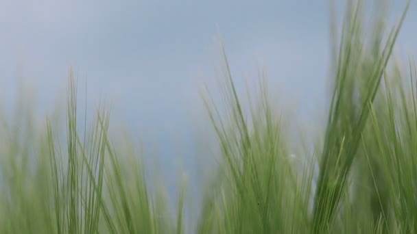 Зеленые колосья пшеницы в поле, кукольный ползунок — стоковое видео