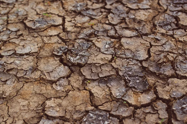 Sequía, grietas de barro en tierras secas cultivadas — Foto de Stock