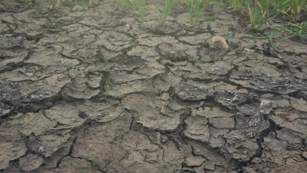 Dolly slider shot of soil drought, cracks in dry land — Stock Video