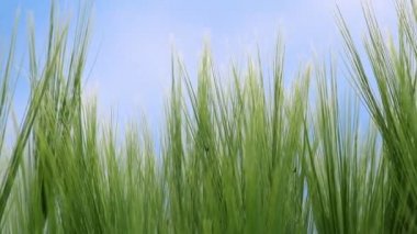 Buğday alanı kayma kamera