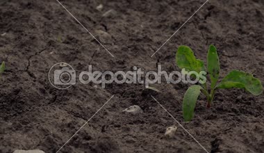 Genç şeker pancarı alanda, dolly kaymak hareketli kamera