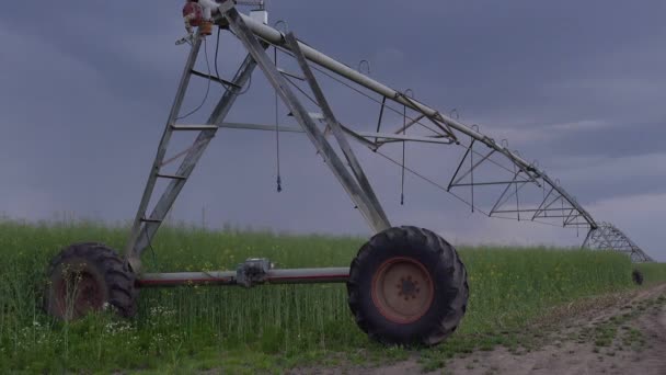 Riego en campo de colza oleaginosa en día nublado — Vídeos de Stock