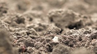 Çiftçi tohum Mısır