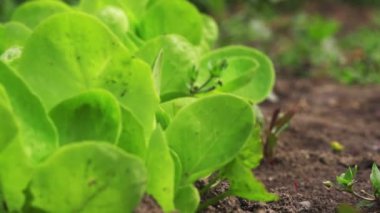 Küçük yeşil salata bitkileri, odak vardiya