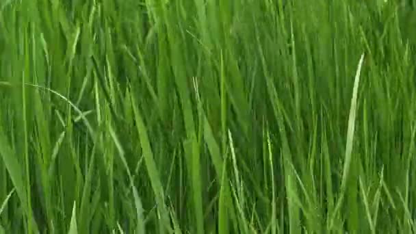 Lames d'herbe de pelouse verte 