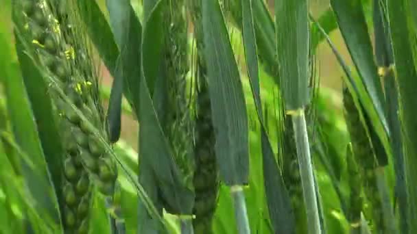 Orejas inmaduras trigo balanceándose en el viento — Vídeos de Stock