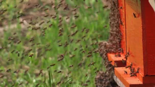 Swarm of bees and beehives — Stock Video