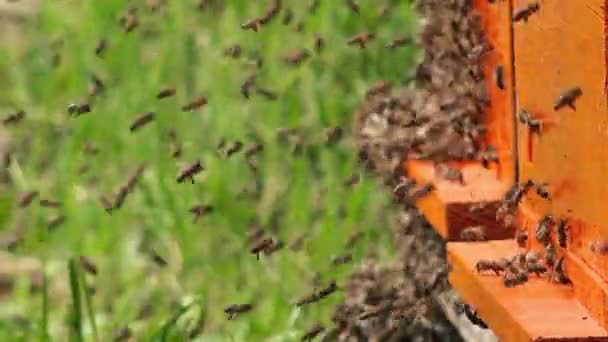 Enjambre de abejas y colmenas — Vídeo de stock