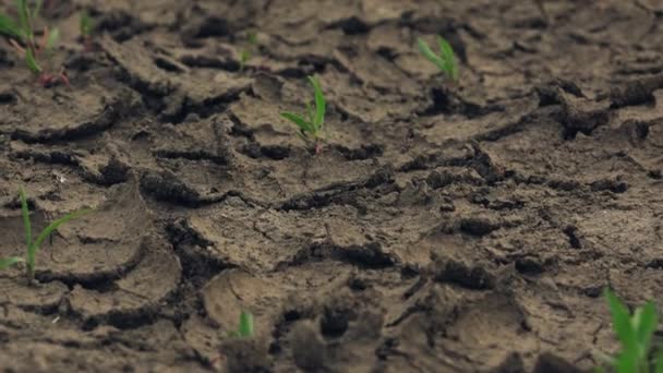 Slider tiro de plantas verdes crescendo em terra seca — Vídeo de Stock