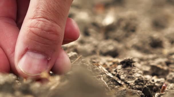Farmer planting corn seed in fertile arable land — Stock Video