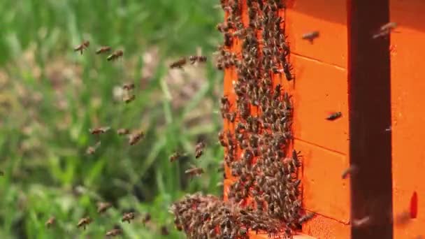 Рой зайнятих медоносних бджіл, що входять у вулики — стокове відео