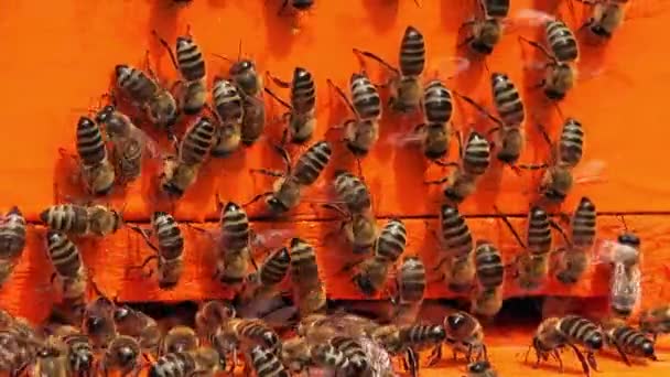 Swarm of busy honey bees entering beehives — Stock Video