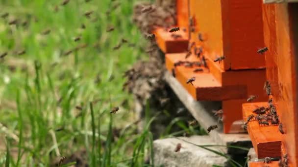 Schwarm fleißiger Honigbienen dringt in Bienenstock ein — Stockvideo