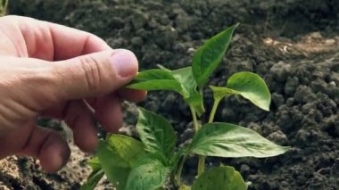 Çiftçi sebze bahçesinde biber bitkisi inceliyor