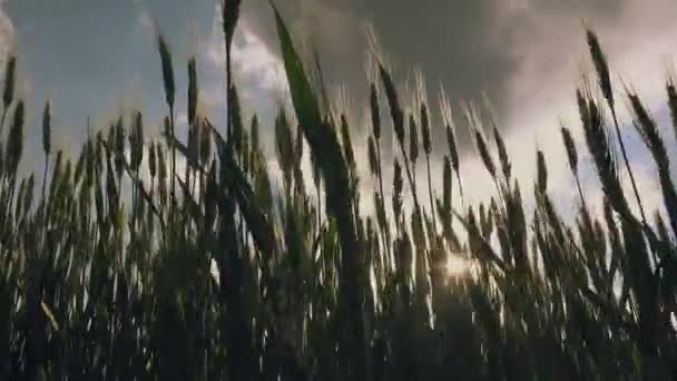 Vista de bajo ángulo de las plantas de trigo balanceándose en el campo — Vídeos de Stock