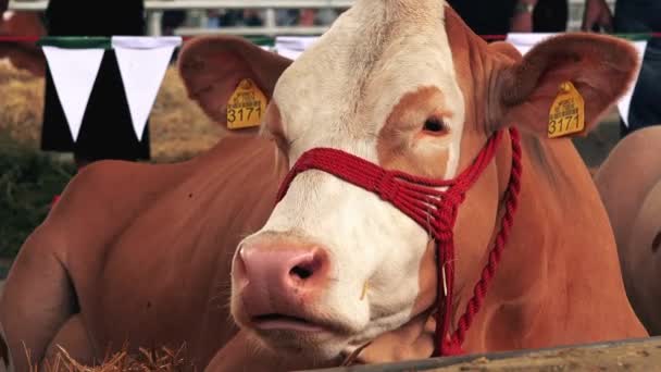 Vacche Brown Holstein alla 83esima fiera agricola tradizionale di Novi Sad, Serbia — Video Stock