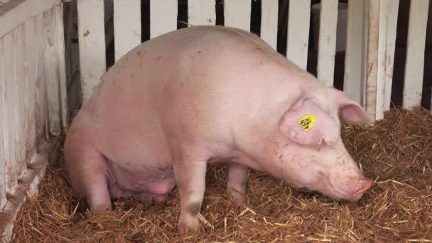 Porcs à la 83ème foire agricole traditionnelle à Novi Sad, Serbie — Video