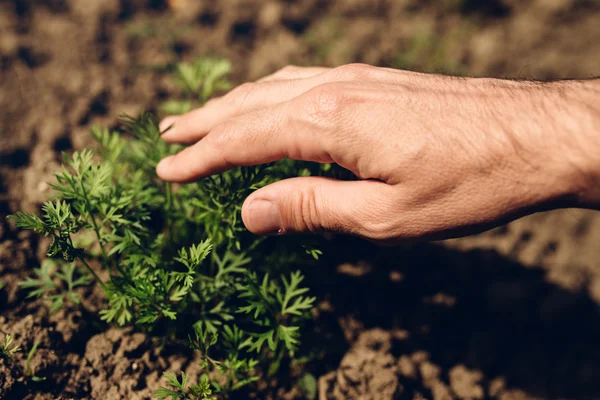 Jordbrukare som kontrollerar tillväxten av morotsväxter i köksträdgården — Stockfoto
