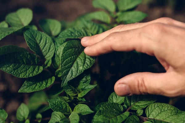 Farmer, kontrolowania wzrostu roślin ziemniaka w ogród warzywny — Zdjęcie stockowe