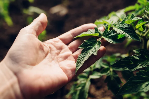 Agricultor que controla el crecimiento de plantas de tomate en huerta —  Fotos de Stock