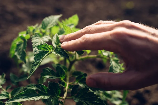 Agriculteur contrôlant la croissance des plants de tomates dans le potager — Photo