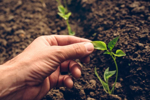Coltivatore che controlla la crescita di piante di pepe in orto — Foto Stock