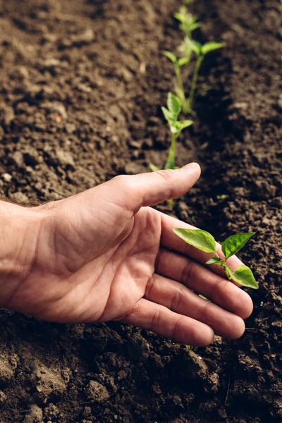 Boer die de groei van peper planten in moestuin regelt — Stockfoto