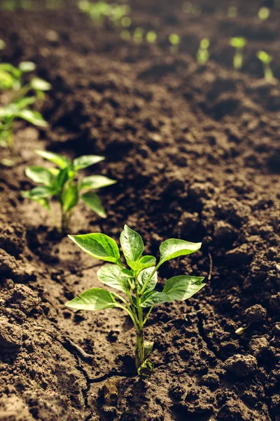 Pepper plants growing in vegetable garden — Stock Photo, Image