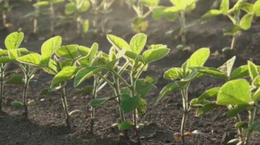 Genç soya bitkileri ekili alanda büyüyen kadeh kaymak