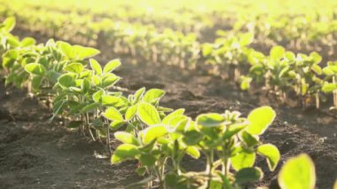 Genç soya bitkileri ekili alanda büyüyen kadeh kaymak
