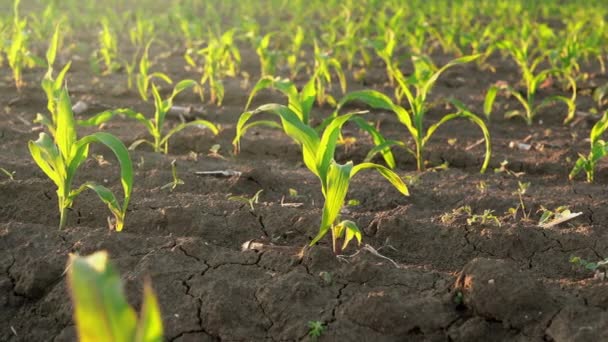Slider tiro de plantas de milho jovens crescendo em campo cultivado — Vídeo de Stock