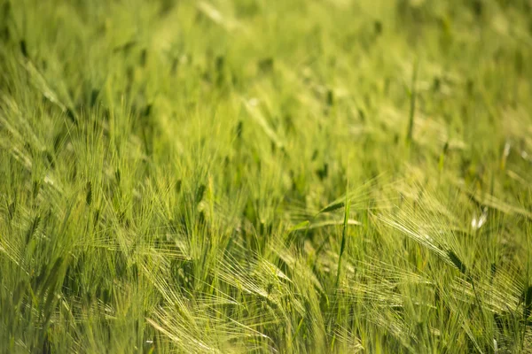 Gröna korn fältet — Stockfoto