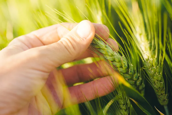 Agricoltura responsabile, agricoltore che controlla la crescita delle piante di frumento — Foto Stock