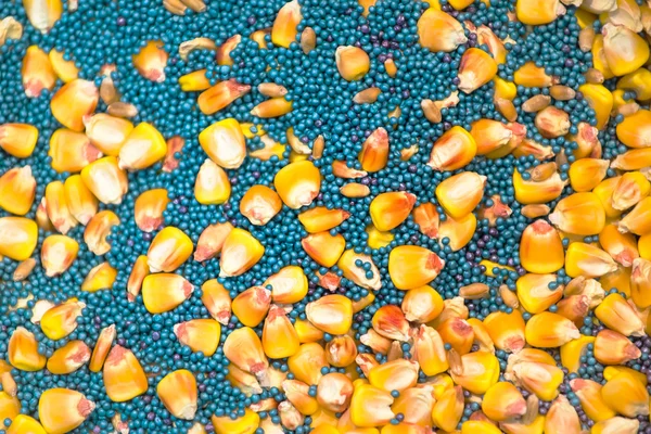 Oilseed rape and corn maize seed as background — Stock Photo, Image