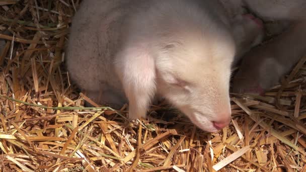 Nyfödda lamm sova i höet på gård — Stockvideo