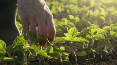 Sorumlu çiftçi genç soya bitkileri incelenmesi