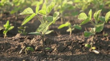 Genç soya ürün satırları arasında kayma kamera