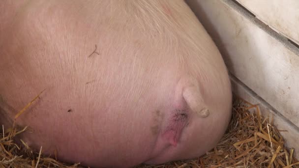 Хвост свиньи, животное на ферме — стоковое видео