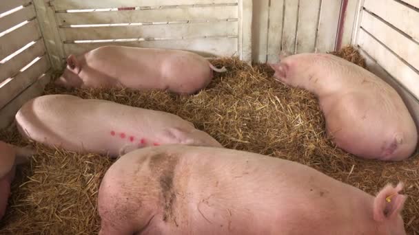 Schweine schlafen im Stall — Stockvideo