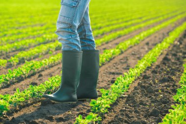Çiftçi ekili alanda soya bitkileri satır ayakta