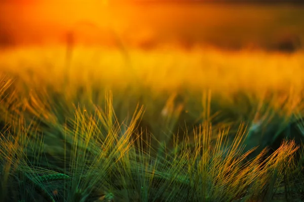 Abstract composition of barley field in sunset — Stock Photo, Image