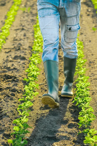 Agricultor masculino irreconhecível andando através de linhas de plantas de soja — Fotografia de Stock