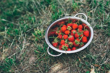 Taze ev yapımı organik çilek aldı ile kase