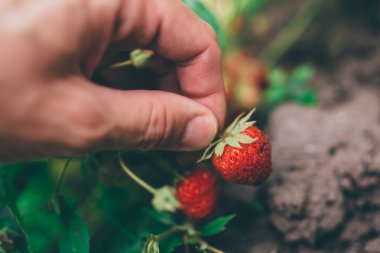 Taze organik homegrown çilek toplama çiftçi