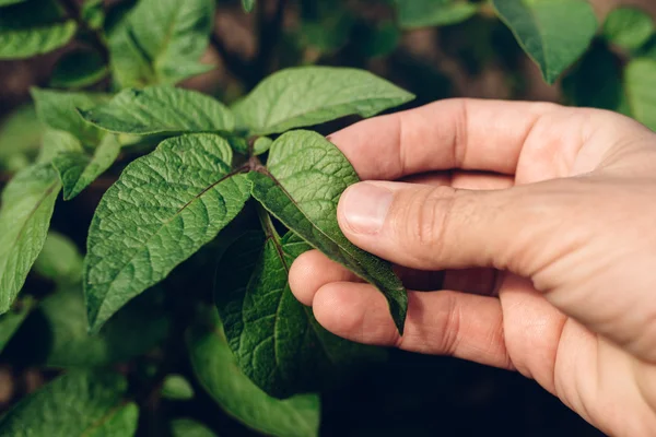 Agricultor que controla el crecimiento de plantas de patata en huerta — Foto de Stock