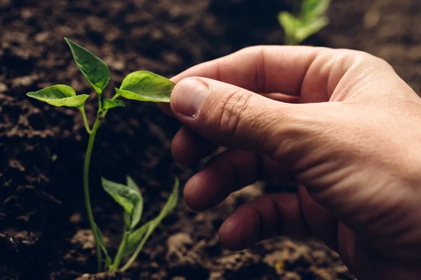 Boer die de groei van peper planten in moestuin regelt — Stockfoto