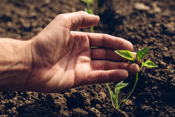 Farmer controlling growth of pepper plants in vegetable garden