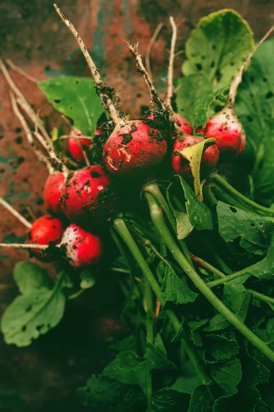 Freshly picked organic red radishes on wooden table — Stock Photo, Image