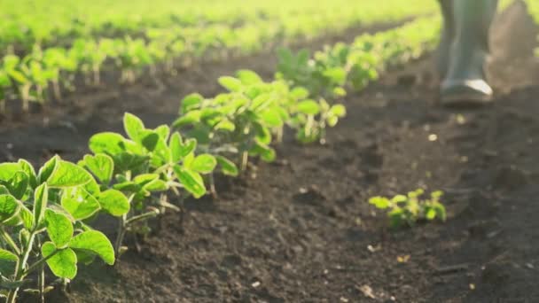 Agricultor en campo de cultivos de soja — Vídeos de Stock