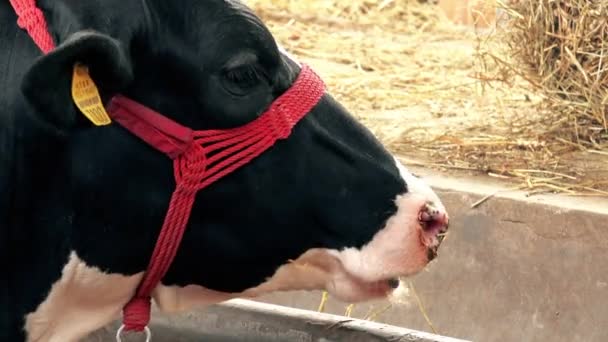 Holstein Friese koe voeding — Stockvideo